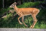 Deer On The Run_DSCF03927